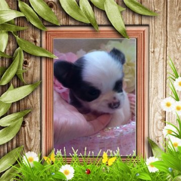 チワワ(ロング)【大阪府・女の子・2014年8月26日・パーティ】の写真「極小のお嬢様💕」