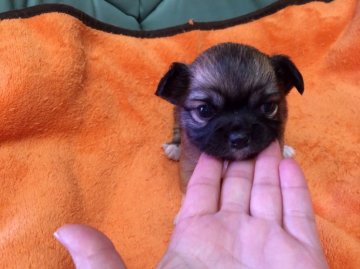 チワワ(ロング)【大阪府・男の子・2014年2月8日・レッド】の写真「ぺちゃんこ顔の可愛い男の子です」