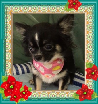 チワワ(ロング)【大阪府・女の子・2015年12月4日・ブラッククリーム&ホワイト】の写真「🌸 小ぶり人気の可愛いチワワちゃん💕」