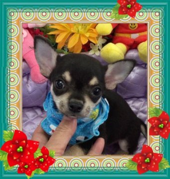 チワワ(スムース)【大阪府・男の子・2017年6月19日・ブラックタン】の写真「🌸とっても元気❗️ 小ぶり可愛いチワワちゃん💕」