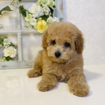 トイプードル(トイ)【大阪府・女の子・2024年2月8日・アプリコット】の写真「🌸可愛いプードルちゃんの女の子です😊」