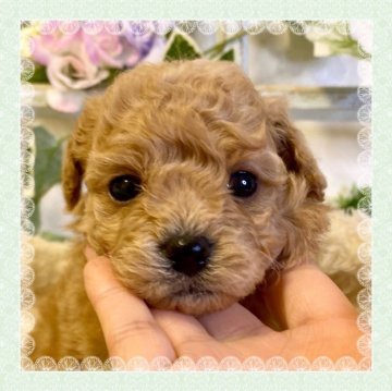 トイプードル(トイ)【大阪府・男の子・2024年2月8日・アプリコット】の写真「🌸可愛いプードルちゃん😊」