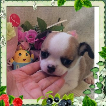 チワワ(スムース)【大阪府・女の子・2014年8月9日・パーティ】の写真「とっても可愛いお嬢様💕」