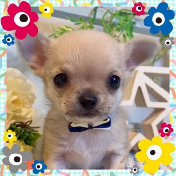 チワワ(スムース)【大阪府・男の子・2020年12月20日・フォーン】の写真「極小😍温厚な可愛いチワワちゃん💕」