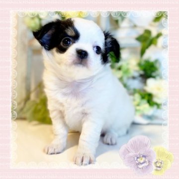 チワワ(ロング)【大阪府・女の子・2023年3月2日・ホワイト&ブラック】の写真「🌸可愛く人懐っこいチワワちゃん😊」