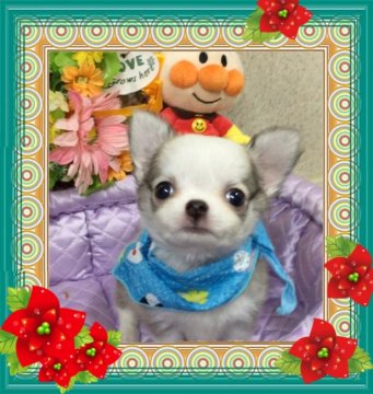 チワワ(ロング)【大阪府・男の子・2017年6月6日・フォーン&ホワイト】の写真「🌸 人気の可愛いチビチビチワワくん💕」