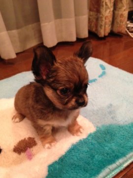 チワワ(ロング)【大阪府・男の子・2013年7月4日・レッド】の写真「可愛いお顔の男の子」