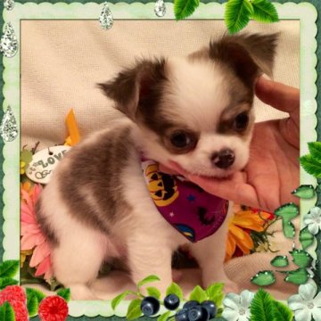 チワワ(ロング)【大阪府・男の子・2014年8月26日・パーティ】の写真「🎀小降りで甘えん坊のイケメン君💓」