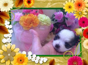 チワワ(ロング)【大阪府・女の子・2014年10月11日・パーティ】の写真「🌸  可愛すぎるチワワちゃん  🌸」