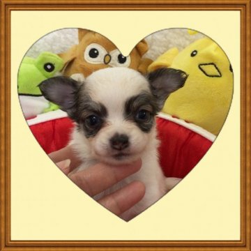 チワワ(ロング)【大阪府・女の子・2017年8月11日・パーティ】の写真「🌸 人気の可愛いチワワちゃん💕」