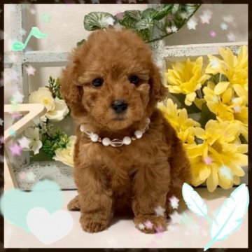 トイプードル(タイニー)【大阪府・女の子・2020年9月28日・レッド】の写真「大人しく人懐っこいプードルちゃん💕」