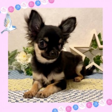 チワワ(ロング)【大阪府・女の子・2020年6月20日・ブラックタン】の写真「🌸  癒し系❤️人懐っこく小ぶりチワワちゃん💕」