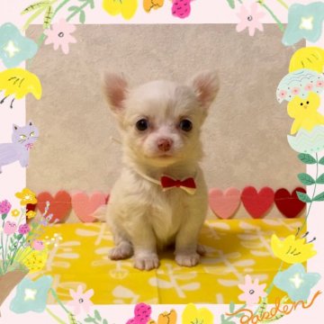 チワワ(ロング)【大阪府・女の子・2020年6月20日・クリーム】の写真「🌸  癒し系❤️人懐っこくて、温厚なチワワちゃん💕」