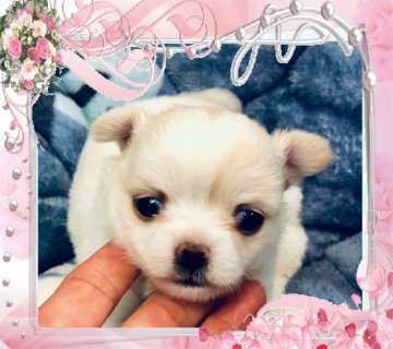 チワワ(ロング)【大阪府・女の子・2020年12月24日・クリーム】の写真「🌸  癒し系❤️温厚な可愛いチワワちゃん💕」