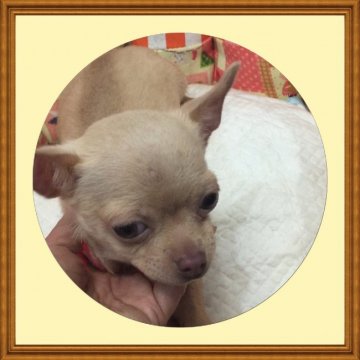 チワワ(スムース)【大阪府・女の子・2017年6月12日・フォーン】の写真「🌸とっても温厚明るいチワワ姫💕」