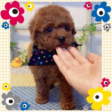 トイプードル(タイニー)【大阪府・男の子・2020年12月22日・レッド】の写真「可愛いプードルちゃん💕」