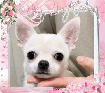 チワワ(スムース)【大阪府・女の子・2019年12月11日・ホワイト&クリーム】の写真「✈️ご遠方は新幹線、飛行機にてお届け(1.5万円〜」