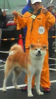 秋田犬日本一、日本最高の『秋保名誉賞』を授賞した瞬間です(^-^)/｜篠崎　賢生王(しのざき　けんせいおう)ブリーダー(埼玉県・柴犬など・日本犬保存会登録)の紹介写真3