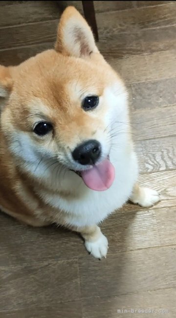 豆柴 J-15768 - ブリーダーが育てた豆柴の子犬販売「豆柴堂 」