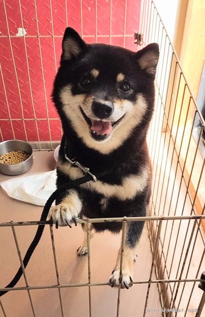 篠崎賢生王ブリーダーのブログ：豆柴うずらちゃん🐱🌸