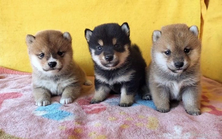 篠崎賢生王ブリーダーのブログ：豆柴あんぽちゃんの子犬ちゃん😺☀️