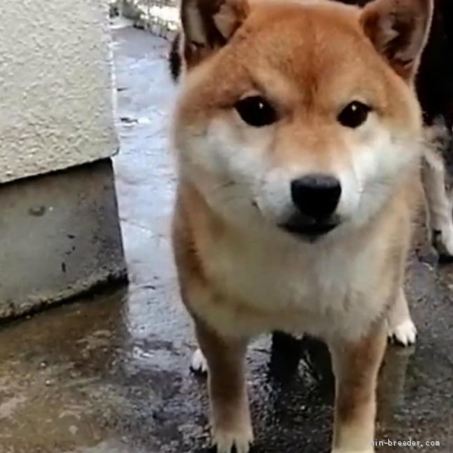 篠崎賢生王ブリーダーのブログ 柴犬クリちゃん 私大人になっても可愛い でしょ 私もうすぐお母さんになるかもー 21 4 19 みんなのブリーダー