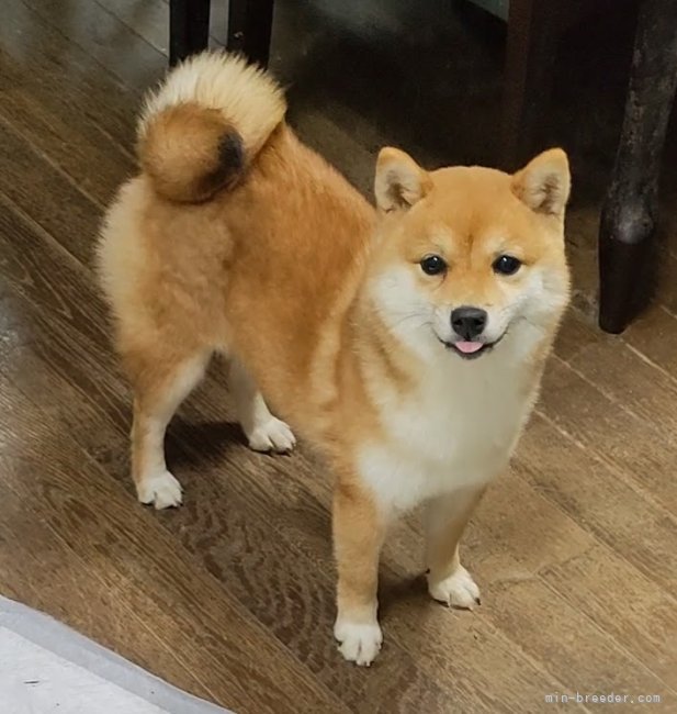 豆柴ちゃん様　取り寄せ専用　4月31日まで 🔶飼主様募集中 ⚫︎2/15産まれの黒豆柴ちゃん2匹 ⚫︎3/6産まれ