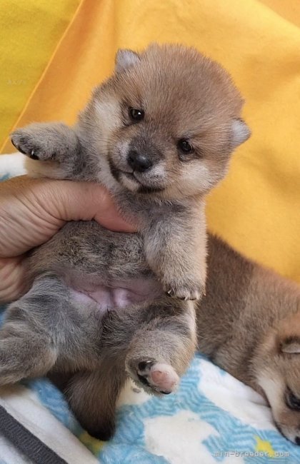 篠崎賢生王ブリーダーのブログ：豆柴の子犬ちゃん🐱☀️