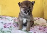 柴犬(標準サイズ)