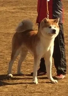 Y.T 様のお迎えした子犬