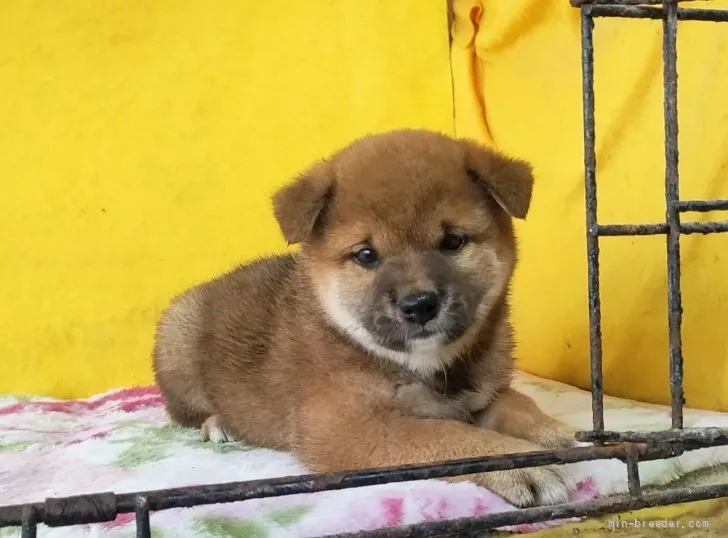 ID：2204-03117の子犬