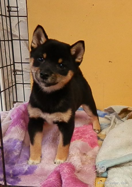 豆柴【・女の子・2019年6月3日・黒】