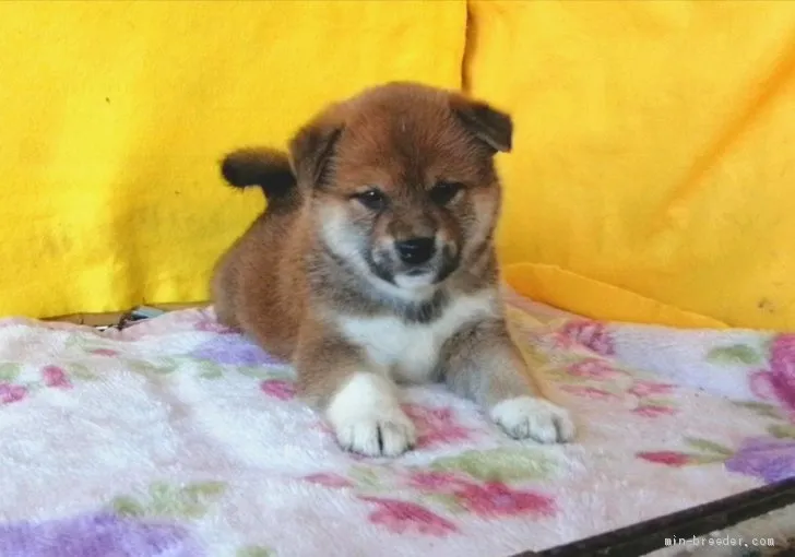 ID：2011-01740の子犬