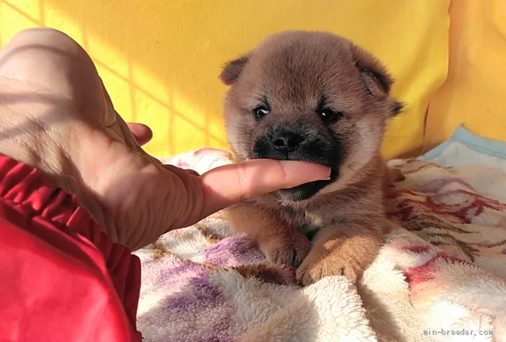 ID：1907-02011の子犬