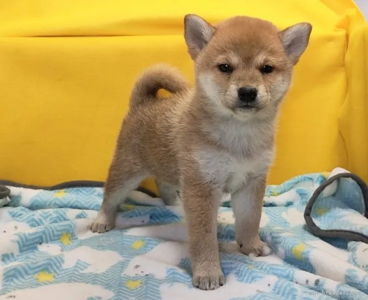 ID：2301-04948の子犬