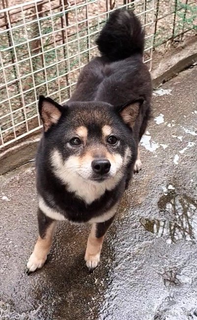 豆柴【・女の子・2019年11月30日・黒】