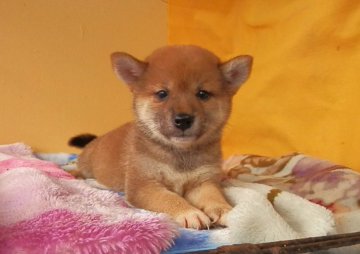 柴犬(標準サイズ)【埼玉県・女の子・2017年5月12日・赤色】の写真「優良血統の女の子です(^-^)」