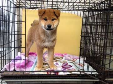 柴犬(標準サイズ)【埼玉県・男の子・2016年12月25日・赤色】の写真「優良血統で優しく人懐っこくて反応の楽しい子です(^」