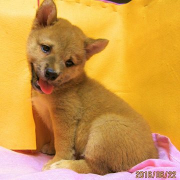 柴犬(標準サイズ)【埼玉県・男の子・2016年5月2日・赤】の写真「優良血統で、優しく人懐っこい子です(^-^)」