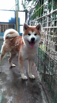 秋田犬【埼玉県・男の子・2016年6月29日・赤】の写真「配色も顔つきも抜群の優しい子です😉🌸」