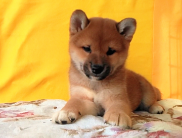柴犬(標準サイズ)【埼玉県・男の子・2018年10月4日・赤】の写真「抜群の美男美女の両親から生まれました。😉🌸」
