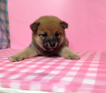 柴犬(標準サイズ)【埼玉県・男の子・2015年10月28日・赤色】の写真「良血統の美男美女の両親から生まれました(*^^*)」