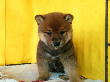 柴犬(標準サイズ)【埼玉県・男の子・2017年11月20日・赤色】の写真「抜群の優良血統の抜群に美男美女の両親の子です。🤗」