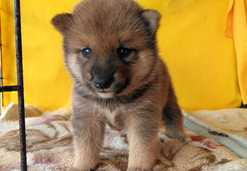 柴犬(豆柴)【埼玉県・男の子・2019年7月27日・赤】の写真「抜群の優良血統の美系両親から生まれました😊🍑」