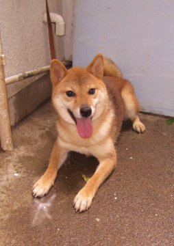 柴犬(標準サイズ)【埼玉県・女の子・2015年4月25日・赤色】の写真「優良血統で、優しく人懐っこい子です(^-^)」