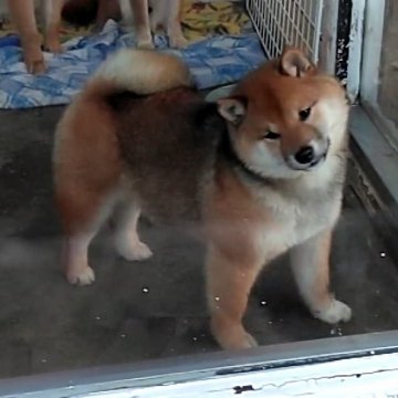 柴犬(豆柴)【埼玉県・女の子・2017年9月13日・赤色】の写真「とても優良血統の女の子です(^-^)」