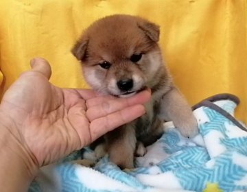 柴犬(標準サイズ)【埼玉県・男の子・2020年9月4日・赤】の写真「優良血統で抜群に美男美女の両親の子犬です😊🌻」