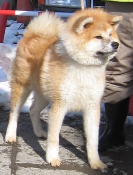 秋田犬【埼玉県・男の子・2015年8月1日・赤色】の写真「すごく優良血統で、優しく人懐っこい子です(^-^)」