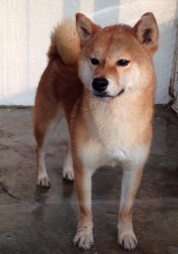 柴犬(標準サイズ)【埼玉県・男の子・2015年3月4日・赤】の写真「優良血統で、優しく人懐っこい子です(^-^)」