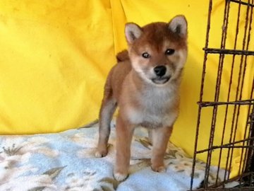 柴犬(標準サイズ)【埼玉県・女の子・2019年12月18日・赤】の写真「少し小振りな優良血統の女の子です😉🌻」